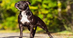 While once physically identical, the american pit bull terrier and the american staffordshire terrier are now two distinct breeds, but are both bred for their tenacity, athleticism, and. The Staffador The Staffy Cross Labrador