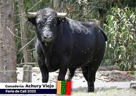 Los toros de Achury Viejo para la Feria de Cali | mundotoro.com