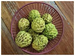 Information and translations of custard apple in the most comprehensive dictionary definitions resource on the web. à´•à´¸ à´± à´± à´° à´¡ à´†à´ª à´ª à´³ à´•à´´ à´š à´š à´² à´³à´³ à´ˆ à´— à´£ Custard Apple Health Benefits Samayam Malayalam