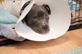If you notice dog illness symptoms, consult with your vet. How Can I Manage My Dog S Pain After Neutering Cordova Vet Memphis Vet Specialists