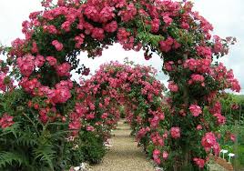 rose garden design ideas