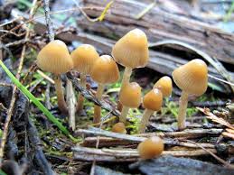 7 Mind Bending Facts About Magic Mushrooms Mnn Mother