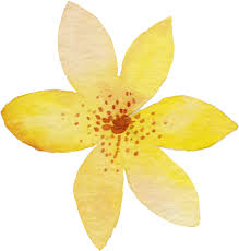 yellow watercolor flower png