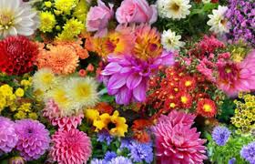 Пикай в градината полей цветята за да им се радват утре децата пикай в градината докато е тъмно защото след малко. Esenni Cvetya V Nashata Gradina Zeleno Bg