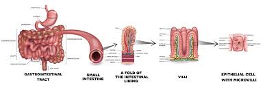 what does the small intestine do