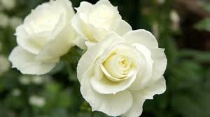 white farm choice roses