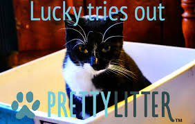 Detecting Potential Health Problems With Pretty Litter Cattipper