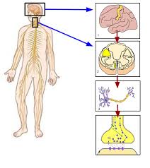 Nerves that carry information from sensory receptors to the central nervous system only are called afferent nerves. Somatic Nervous System Wikipedia