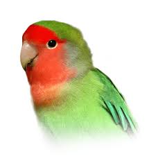 Peach Faced Lovebird Personality Food Care Pet Birds By