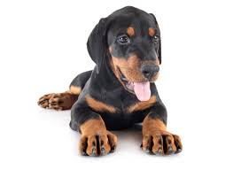 Tail docked and dewclaws removed. Find Doberman Puppies For Sale Breeders In California