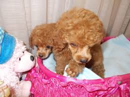 Teacup Toy Poodle Breeders Puppies For Sale In Florida