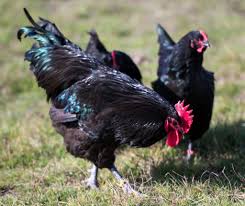 Image result for black chickens