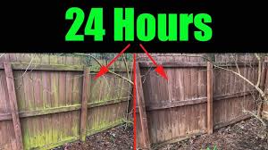 I tried this product and thought i'd share the results with you. How To Remove Mildew And Algae From A Wooden Fence With Pictures