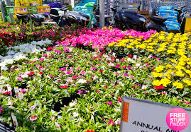 Are people dressed in business casual, jeans as far as getting the annual raise they will tell you, forget it. Hot Home Depot 12 Pack Annuals Just 5 In Stores Today Only