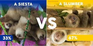 what-is-a-group-of-sloths-called