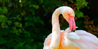 Flamingos Mitten In London