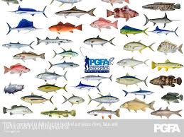 All Types Fish Del Mar Cinepolis