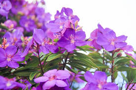 Which trees have purple flowers? Tibouchina Granulosa Purple Glory Tree