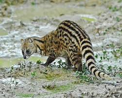 Some civet species are hunted for their fur. Small Indian Civet Facts Diet Habitat Pictures On Animalia Bio