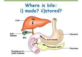 where is bile produced and d
