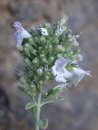 Micromeria fruticosa - Wikipedia