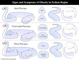 Ball Python Obesity Symptoms Causes Treatment Reptifiles