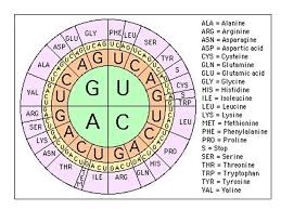 Dna Translation Chart Amino Acid Chart Dna Codon Chart Dna