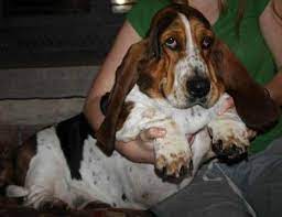 Originating from france, the basset's name came from the french word bas, which means low. Basset Hound Breeders Southern California Petsidi