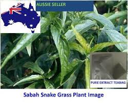 Prefers full sun and moderate moisture. Sabah Snake Grass Clinacanthus Nutans Teabags Pure Extract 10 Sachets X 4g Ebay