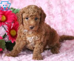Explore 105 listings for goldendoodle puppies for sale at best prices. Miniature Goldendoodle Puppies For Sale Puppy Adoption Keystone Puppies
