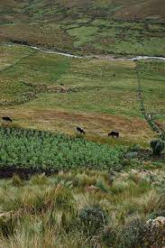 Cultivated and Fallow Land in the Highlands of Cañar (Ecuadorean South  Andes): Effects of Farmer Emigration on an Agrarian Landscape