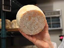 cheese from human toe bacteria