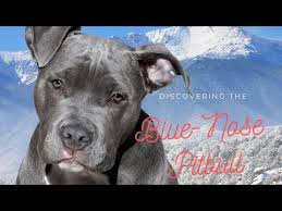 Facts About Blue Nose And Red Nose Pit Bulls Pethelpful
