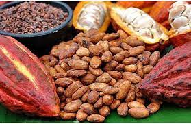 Kakao Tak Bisa Dilepaskan dari Minahasa - Koran Sulindo