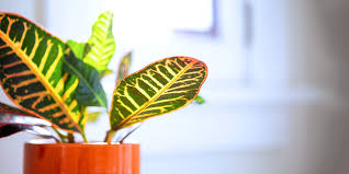Tropical Houseplants That You Can Move