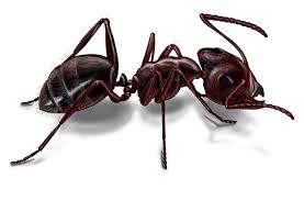 carpenter ant life cycle lifespan