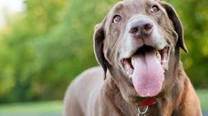 dog mouth cancer symptoms treatment