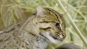 They look like a domestic cat in many ways but. The Fishing Cat A Threatened Animal Of South And Southeast Asia Owlcation Education