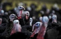Can you buy turkey in SA?