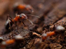 Ameisen in der wohnung können sich zur plage entwickeln [foto: Probleme Mit Ameisen In Der Wohnung 5 Tipps Zur Abhilfe