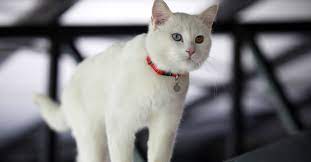 These cats have mixed ancestry, which can vary from cat to cat, not unlike mixed breed dogs or mutts. ok, maybe not purple or plaid, but you can find them in brown, tan, white, black, red, orange—and the list they typically groom themselves well and have short to medium length hair. Meet The White Cat Breeds Petfinder