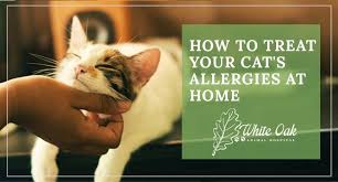 Home remedy for cat with itchy, inflamed skin * allergy relief! How To Treat Your Cat S Allergies At Home White Oak Animal Hospital