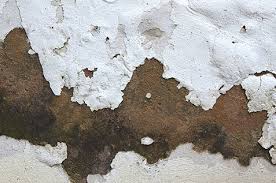 how to treat damp walls before painting