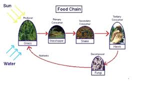 Food webs look at how multiple food chains interact with each other. Lesson 4 Food Chains Mpalalive