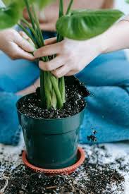 best soil for indoor plants diy guide