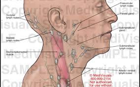 Anatomy Of Throat Glands Anatomy Neck Lymph Nodes Human In