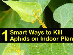 kill aphids on indoor plants