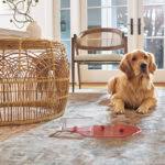 how to get rid of pet odor on rugs