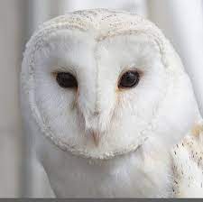 Burung ini didominasi dengan bulu warna putih dan bagian tepi cokelat. Burung Hantu Putih Burung Burunghantu Owl Whiteowl Burung Hantu Boneka Burung Hantu Hantu