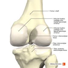 The femur or thigh bone, is the proximal bone of the hindlimb in tetrapod vertebrates. Knee Physiopedia